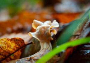 Mycology blog of GMG