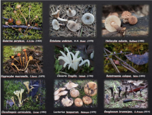 CEMM 2024 in Benicàssim: A Resilient International Mycology Congress Despite Extreme Weather